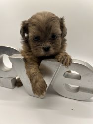 Merle Shihpoo Available