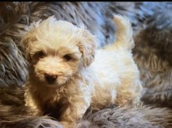 Male toy size shihpoo puppy