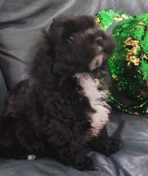 Adorable Shihpoo puppies want to join your home