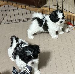 Shihpoo puppy males and females