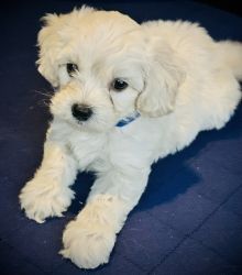 4 Shih-poo puppies 7 weeks old would love a new home!