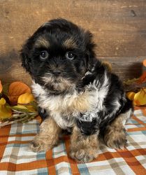 Lilly adorable shih-poo puppy!