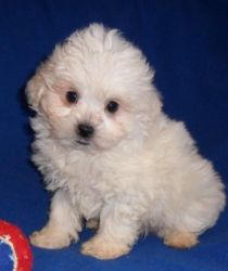 AKC quality shih poo Puppy for sale