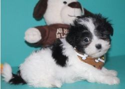 Gorgeous shih poo puppies available