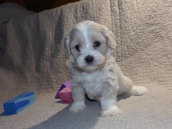 Outstanding male and female Shih Poo puppies