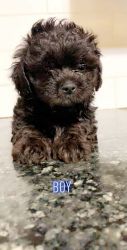 Shih-Poo puppies in need of homes.