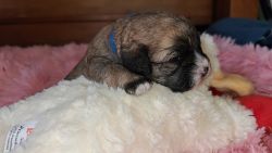 ShihPoo Puppies For Sale