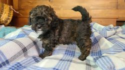 Shihpoo Puppies for Sale