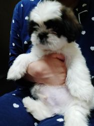40 days old Shih Tzu puppy