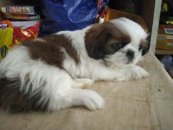 Shih tuz male puppy 2 months old vaccine completed