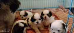 Shih Tzu 32days puppies male and female