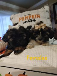 Fall In Love Adorable Shih-tzu Puppies