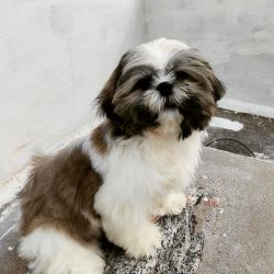 5months old male shih tzu pup