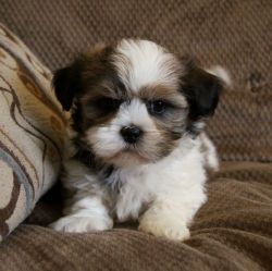 Wonderful Shih Tzu Puppies For Adoption