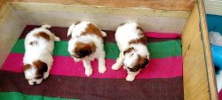 Outstanding shih tzu male and female puppies