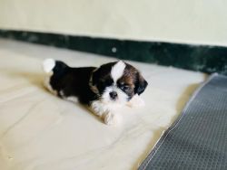 Shih TZU puppy for sale