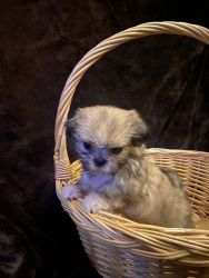 Shih-Tuz puppies all boys two of them are 8 weeks one is 7 weeks old