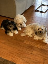 Shih Apso puppies for sale