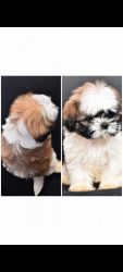 Shihtzu puppy available