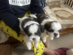 2 male and 2 female puppies available for sale.