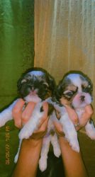 Tri colour shih tzu puppies