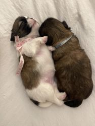 Shih Tzu Puppies available for rehoming papers and shots included. 3f