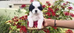 Good quality Shih Tzu available in Begur main road royal shelters