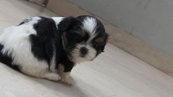 Pur shihtzzo puppies are available