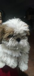 Shih Tzu male puppy for sale (3 months old)