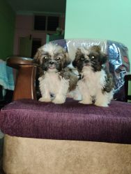 Shih Tzu just 48 Days puppy available. Male and Female