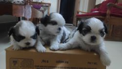 Shih Tzu 2 male and 3 female I'm not a dealer I'm the owner.