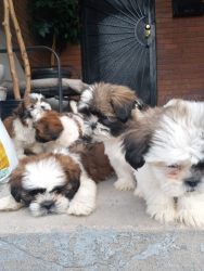 Shih Tzus 12wks old happy healthy puppies ready to be placed in there.