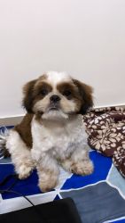 Male Shih Tzu Puppy for Sale 4 months
