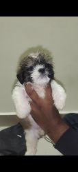 Shih Tzu puppy available