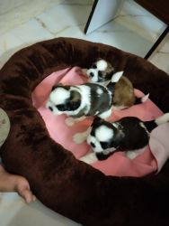 Want to sell Shih Tzu (Suzu) Puppies (40 Days Old)