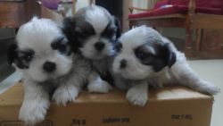 Shih-tzu puppies available