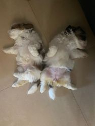 Cute adorable shih Tzu puppies are looking for home