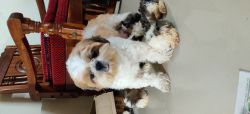 Shih Tzu puppies home boarding from owner