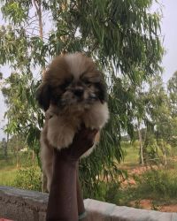 Excellent Show quality Shih Tzu puppies available