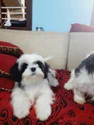 Male Shihtzu (Best Quality) for sale