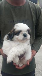 45 days Male shih tzu puppy for sale