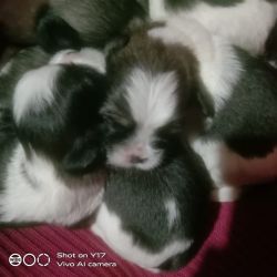 Shiztu puppies for sale