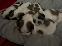Shih Tzu puppies are available..!!