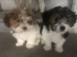 2 Yorkie /Shihtzu mix puppies for $500 each