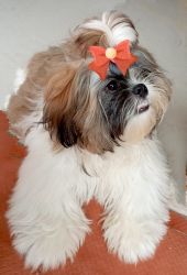 Cutest and smart shih tzu for sale