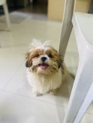 I want to sell my 4 month. Old shih Tzu puppy Male it is vaccinated