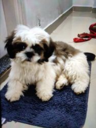 Re selling shih tzu 3 months old puppy from bangalore