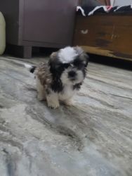 Shih tzu male puppy for sale