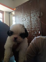 1 month puppies for sale