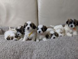 Lovely Shih Tzu puppies available for sale